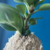 Kokedama plante Peperomia – Image 3