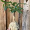Kokedama Pashira