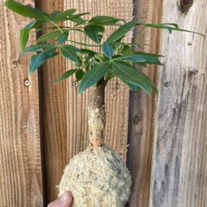 Kokedama Pashira