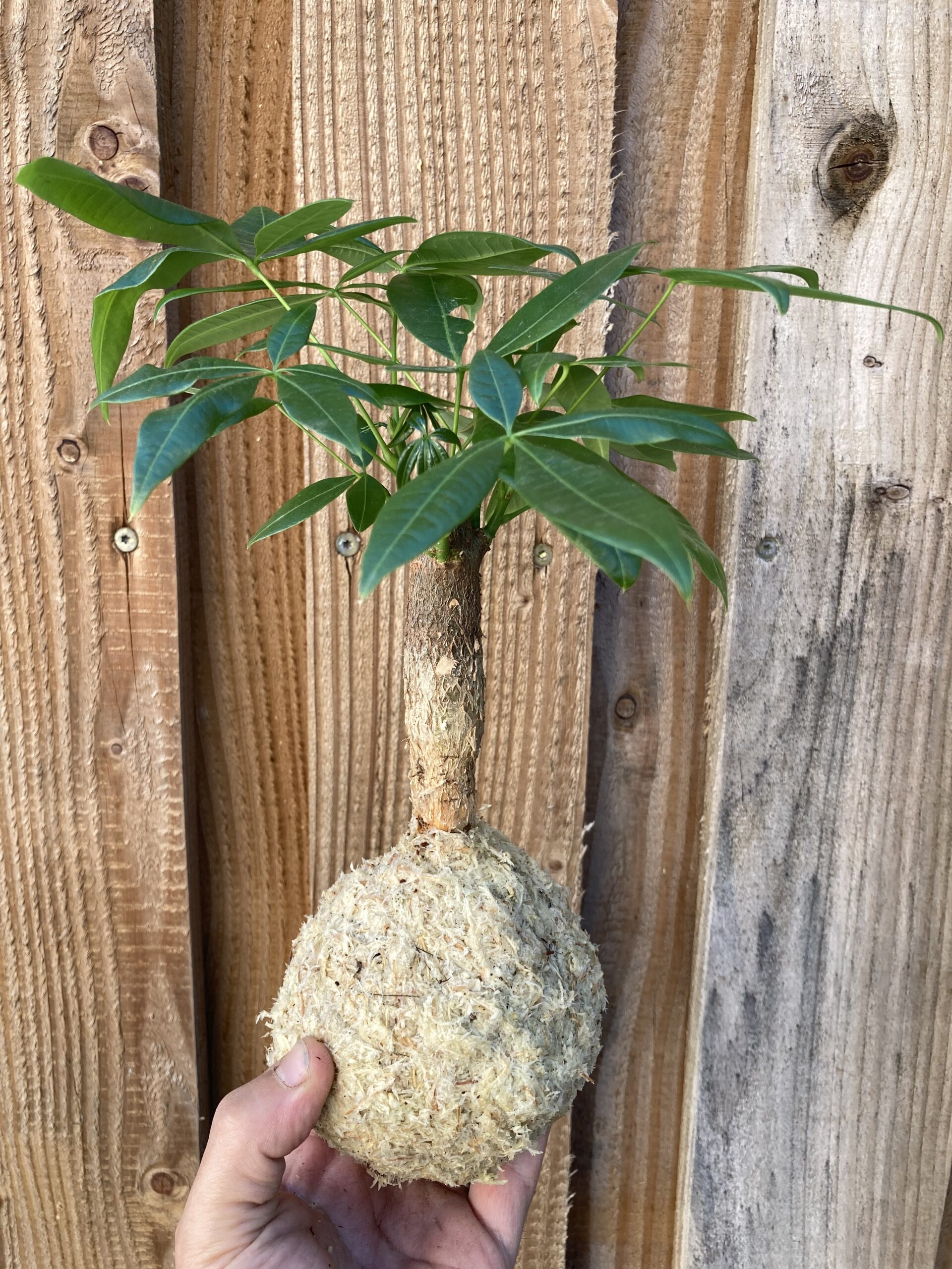 Kokedama Pashira