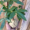 Kokedama Pashira – Image 2