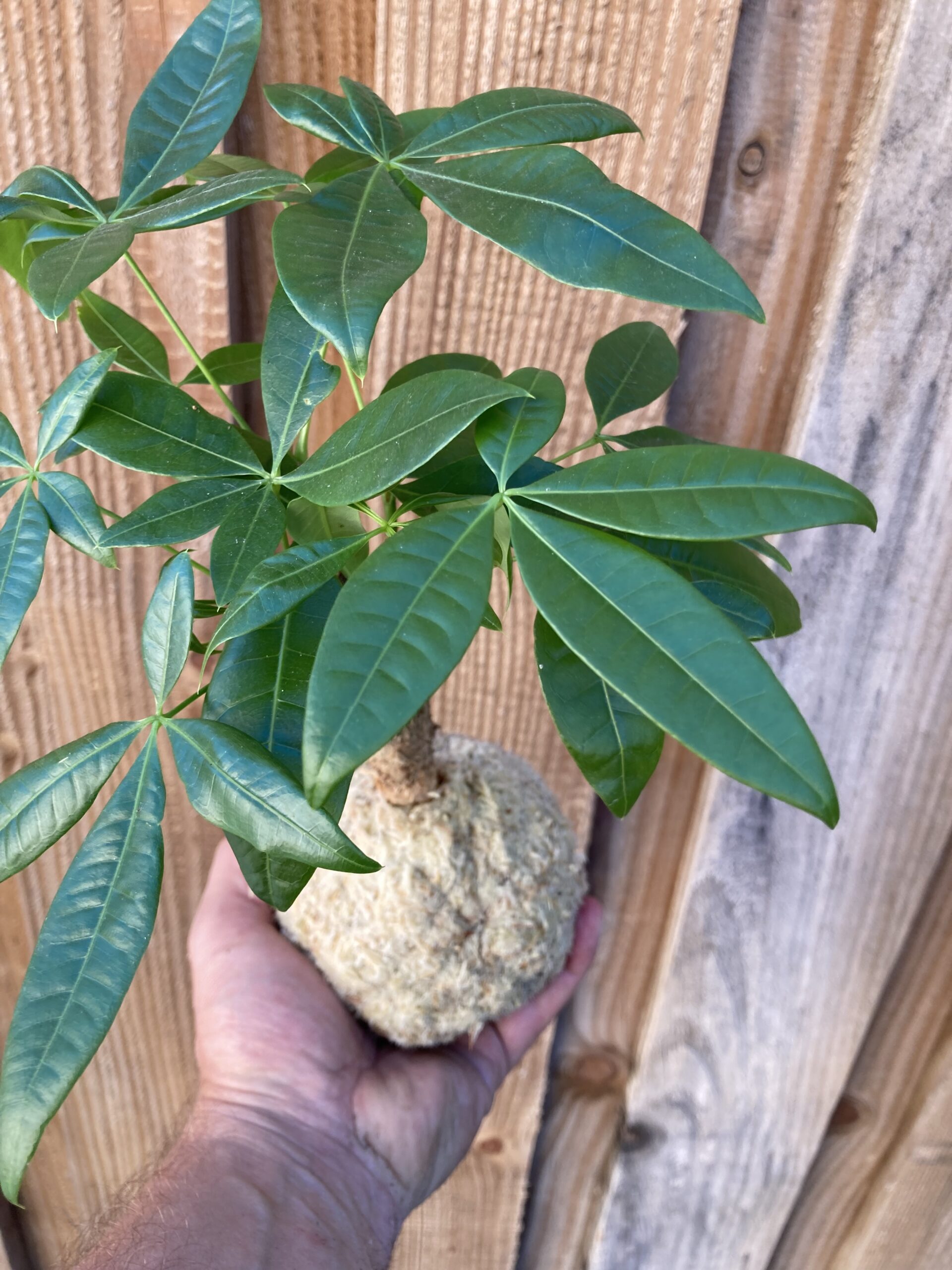 Kokedama Pashira – Image 2