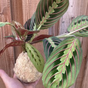 Kokedama marantha