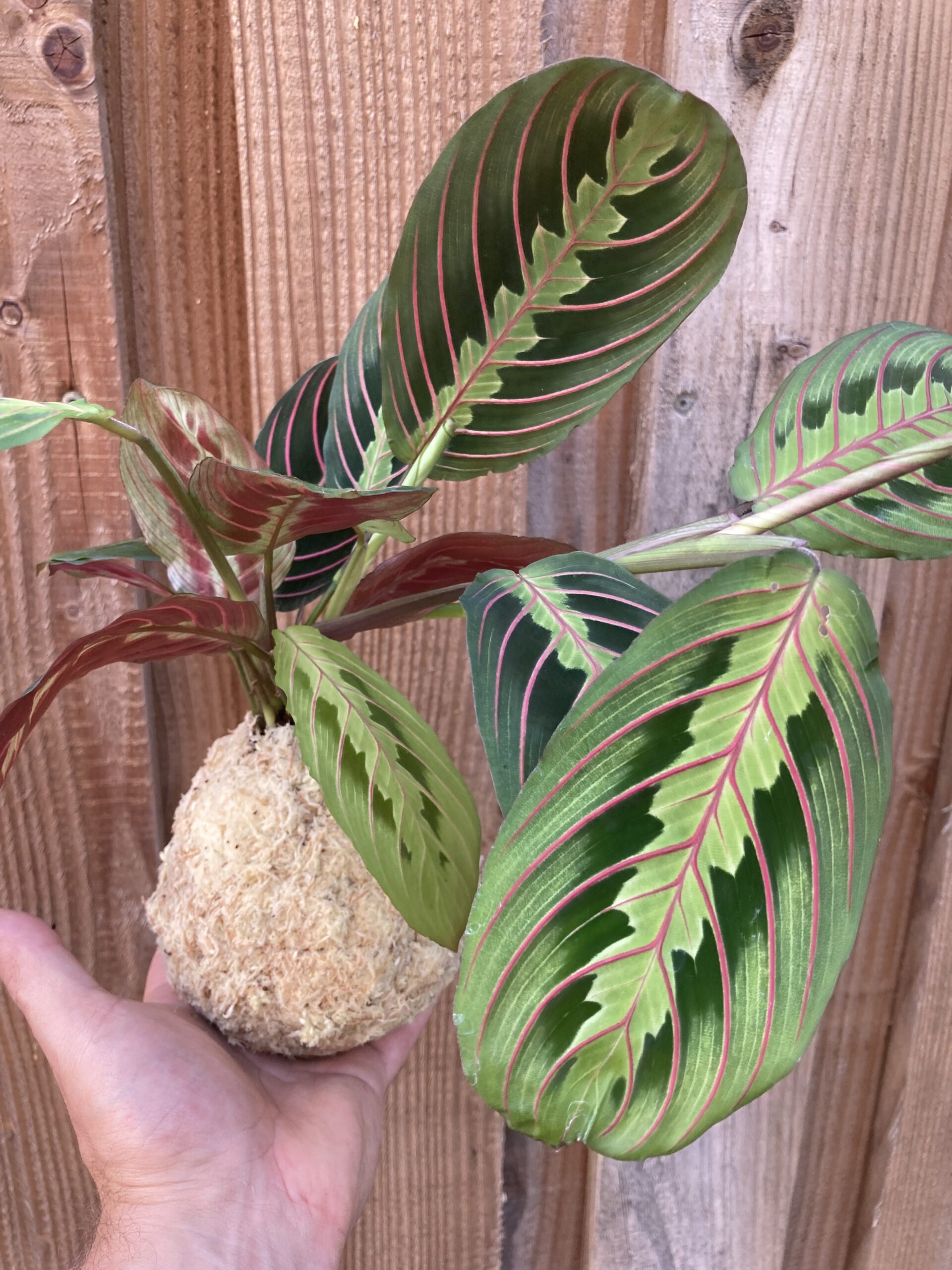 Kokedama marantha