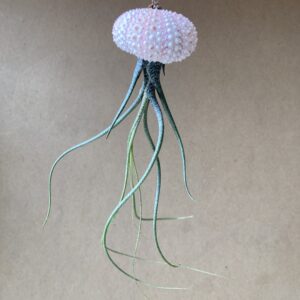 tillandsia butsai