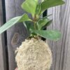Kokedama fait main avec plante Peperomia et support en teck