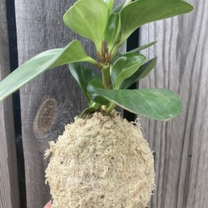Kokedama fait main avec plante Peperomia et support en teck