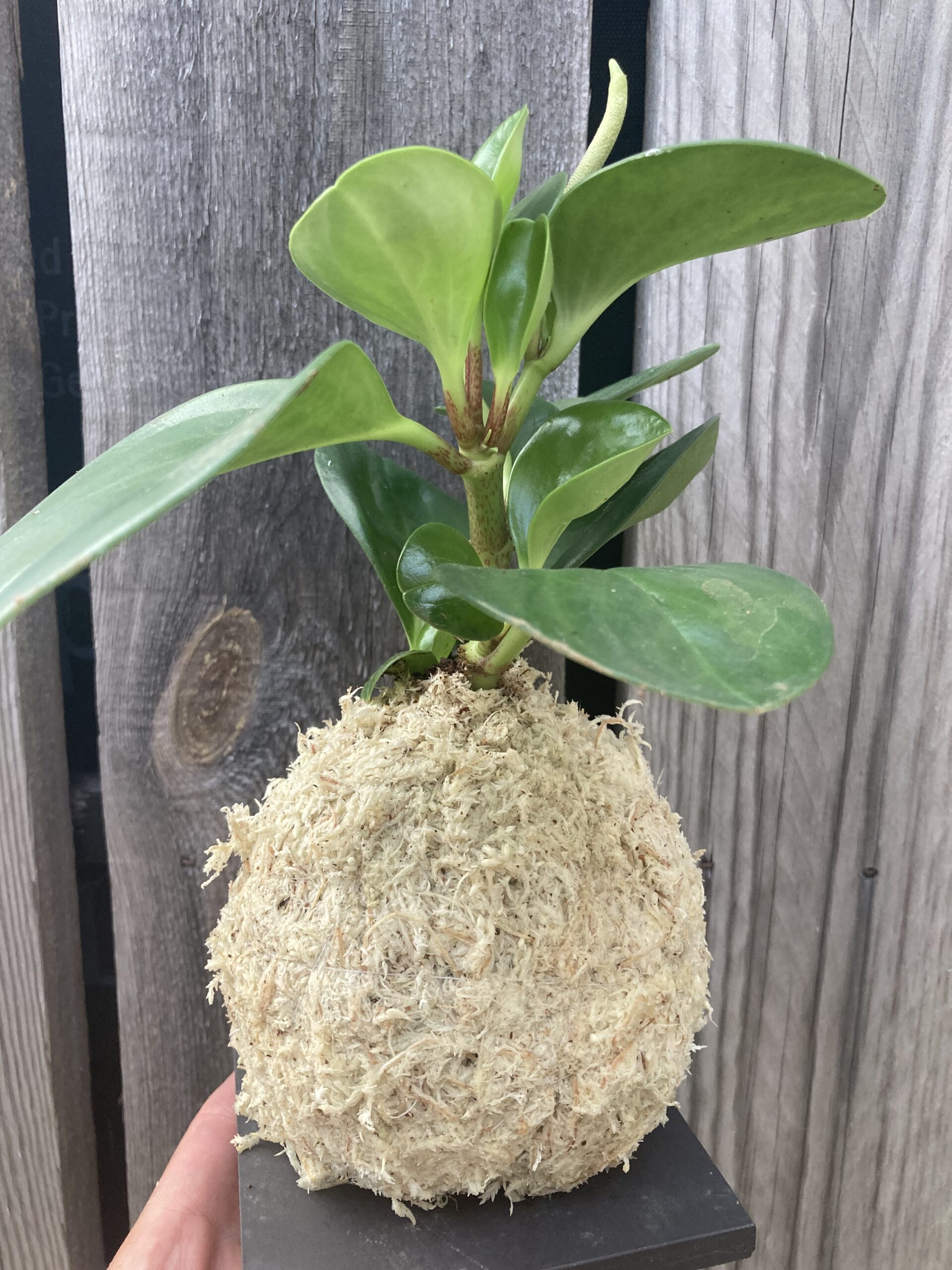 Kokedama fait main avec plante Peperomia et support en teck