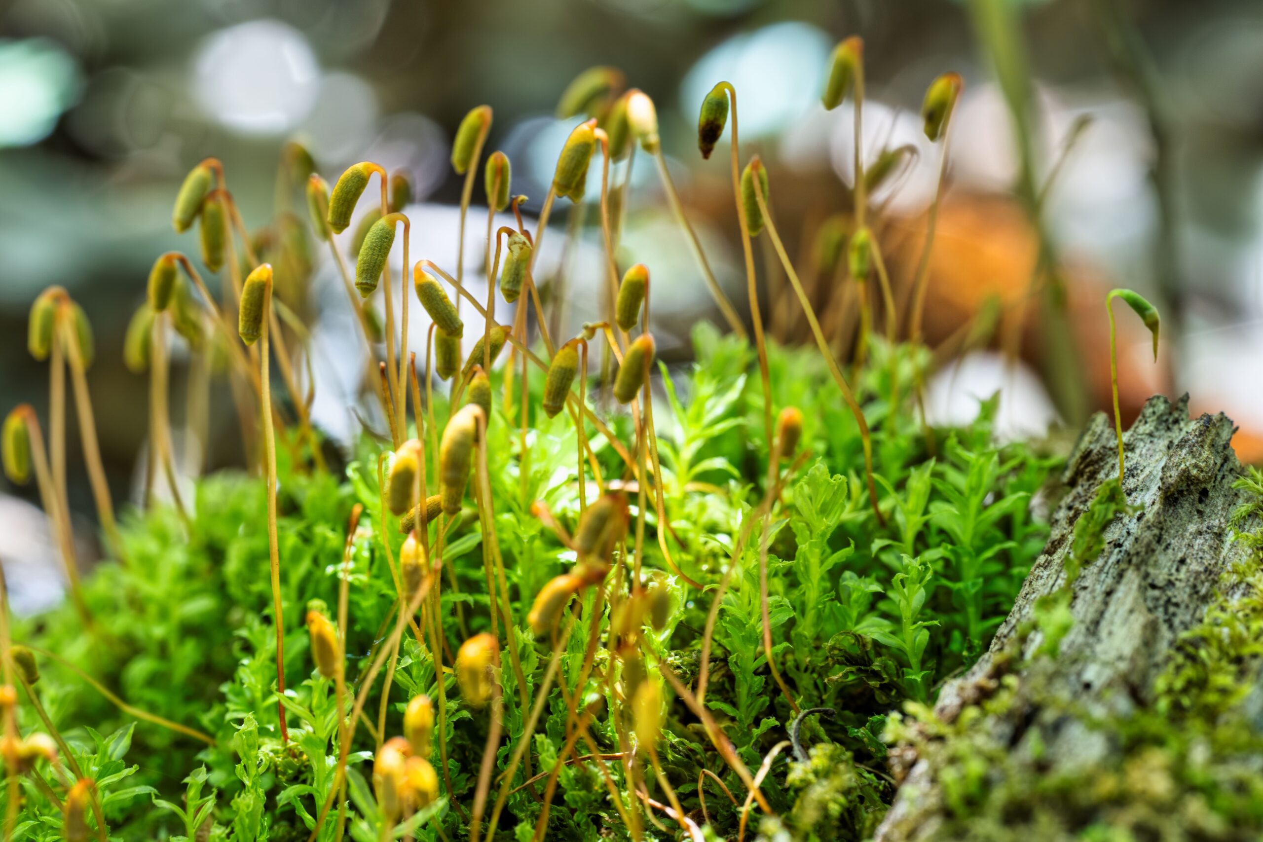 Lush common cord-moss growing on a log, showcasing vibrant green foliage.