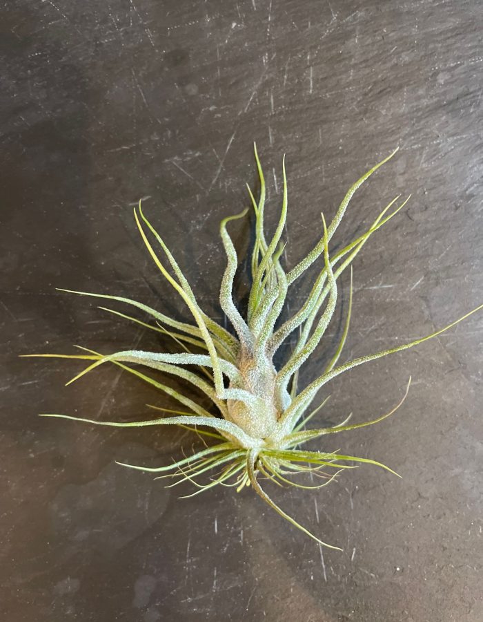 Tillandsia Purinosa 8cm Plante Aérienne Petit