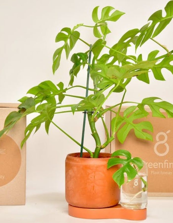 Pot Greenfinity