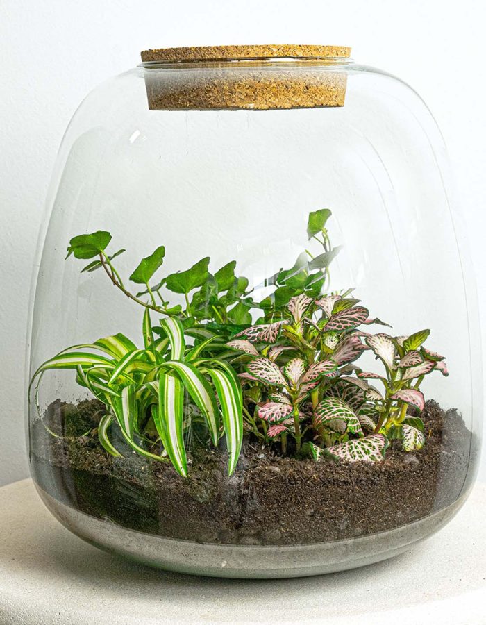 Terrarium – Emma -Supdigital + Sticker + Kaart + Brandmerk + Shipping