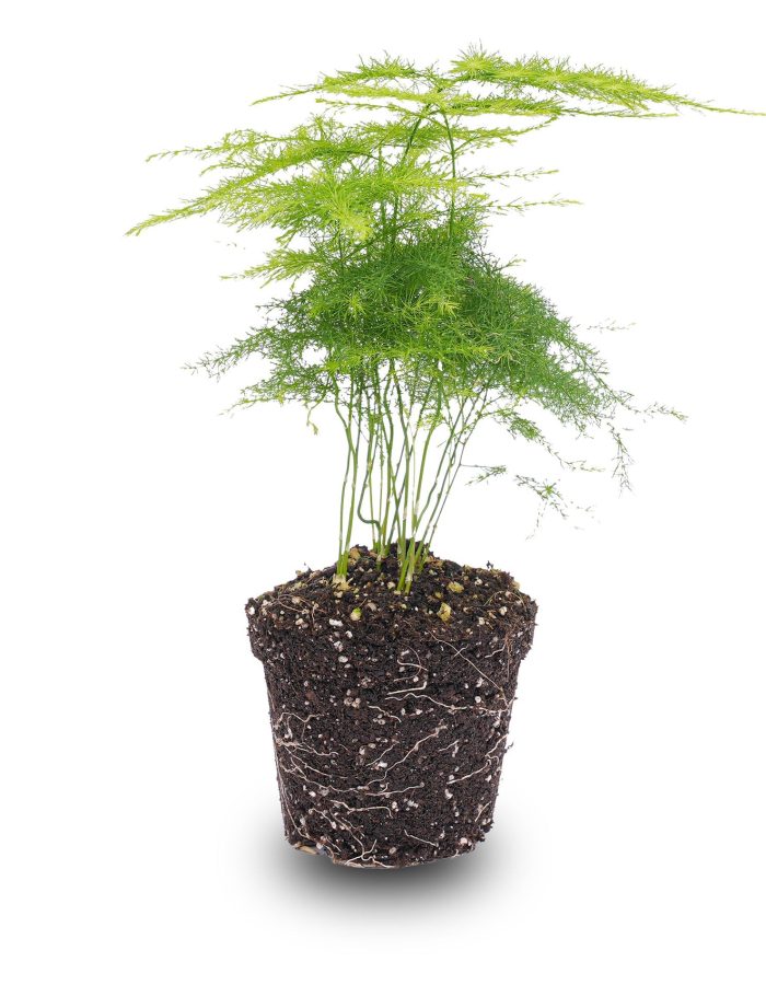 Asparagus – Pot de 6 Cm – 15-20 Cm