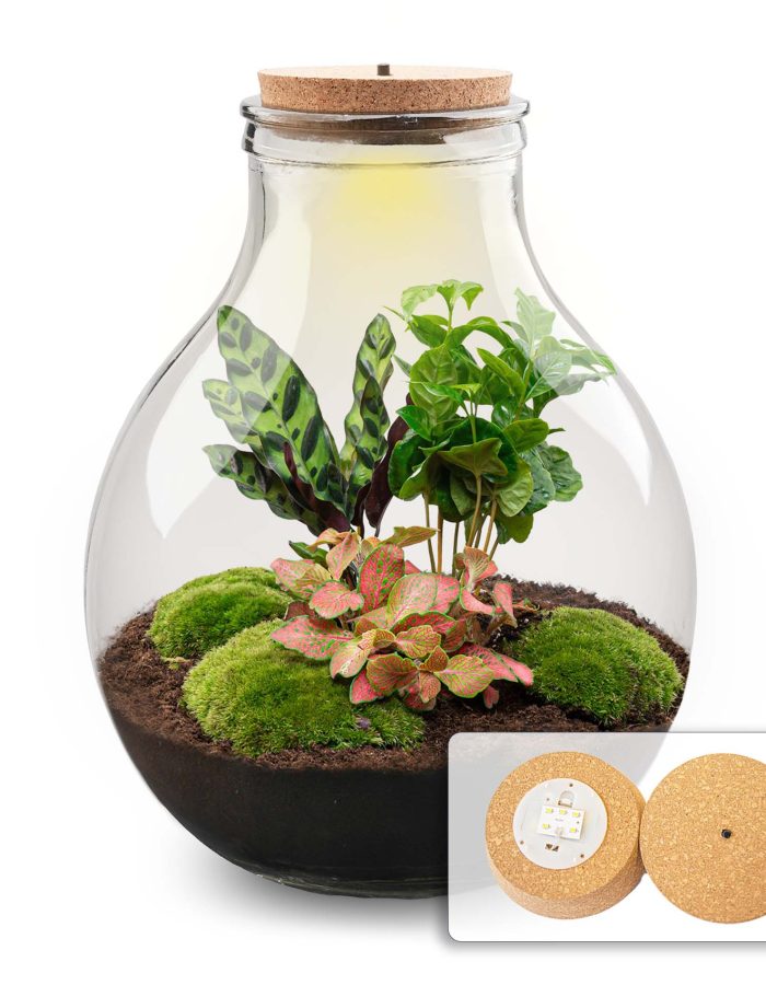 Terrarium Diy Kit – Big Paul Red Xl – Bottle Garden – ↑ 40 Cm