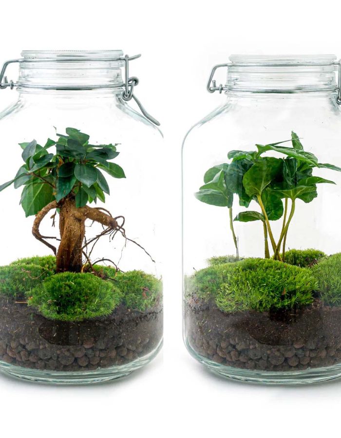 Terrarium Kit –  ↑ 28 Cm