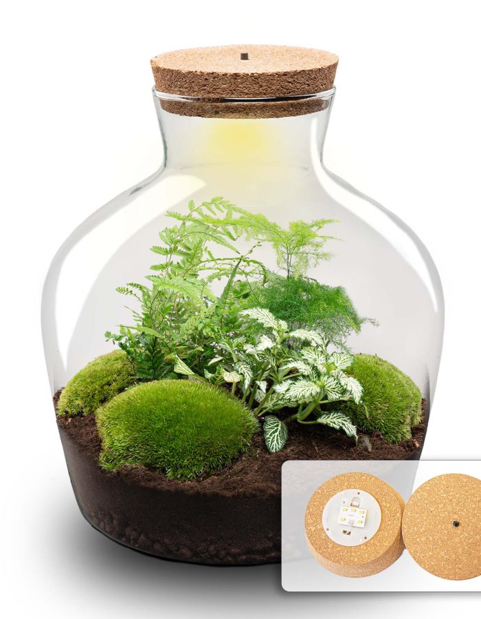 Terrarium Diy Kit – Fat Joe Green – Bottle Garden – ↑ 30 Cm