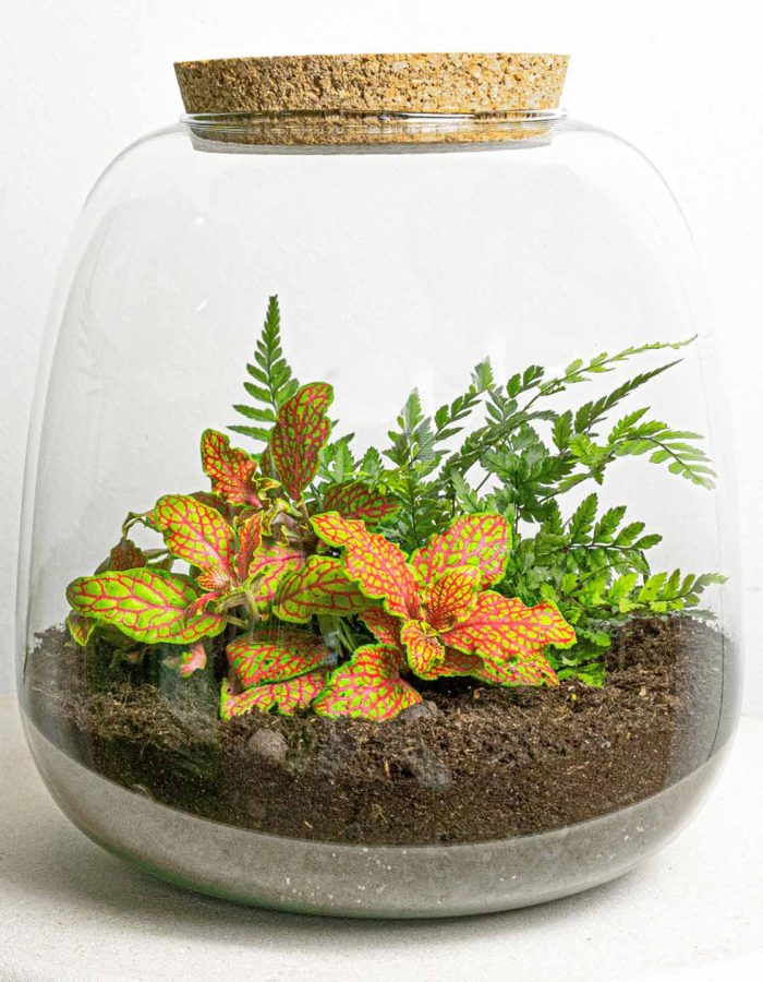 Terrarium Diy Kit – Emma Mini – Diy Kit – ↑ 20 Cm – Ø 19 Cm