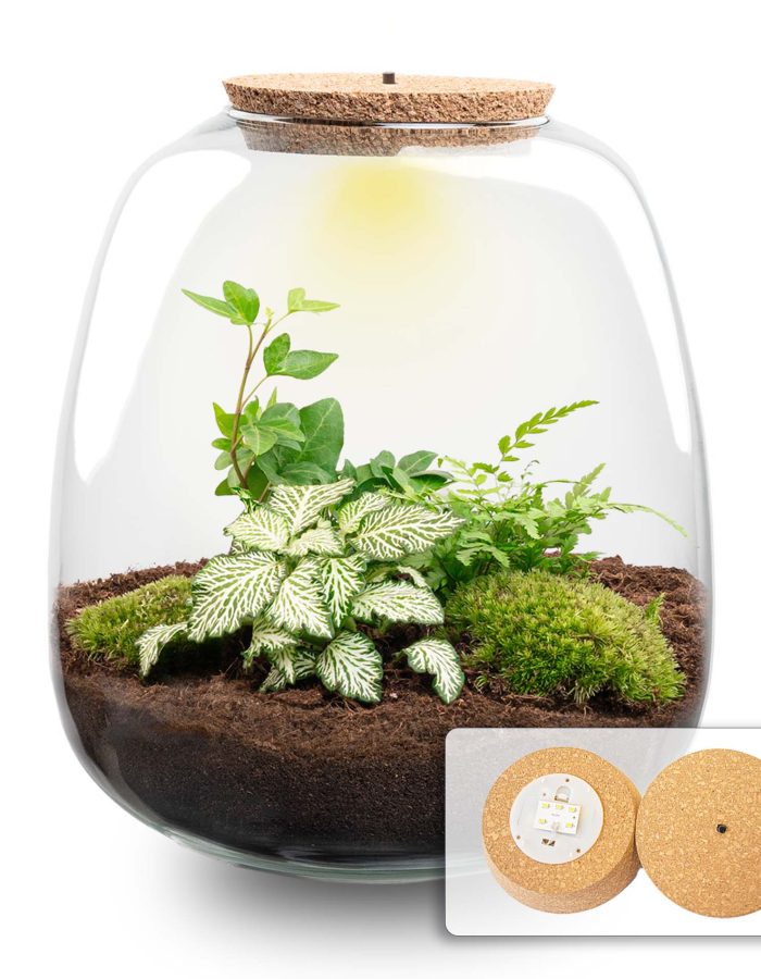 Terrarium Diy Kit – Emma – ↑ 25 Cm – Ø 23 Cm