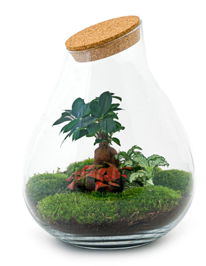 Terrarium Diy Kit – Drop Xxl Bonsai – Bottle Garden – ↑ 43 Cm