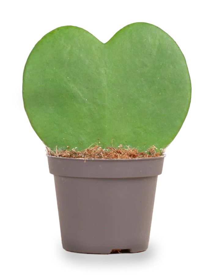 Hoya Kerrii  ↑ 10 Cm – ⌀ 6 Cm