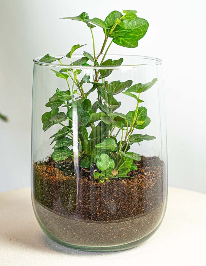Vase Martin – Diy terrarium Kit – ↑ 17 Cm