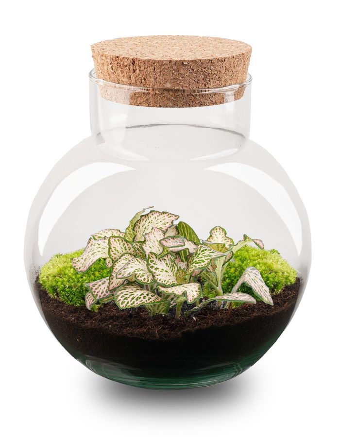 Kit Terrarium Diy – Noah – ↑ 20 Cm