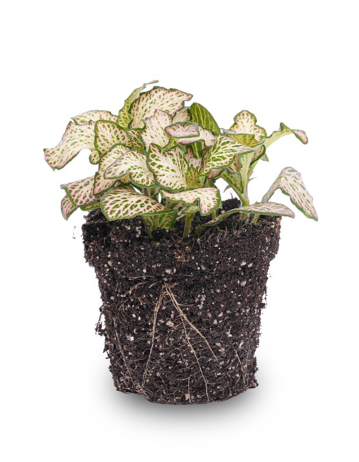 Fittonia Pink Tiger – plante mosaïque pour terrarium