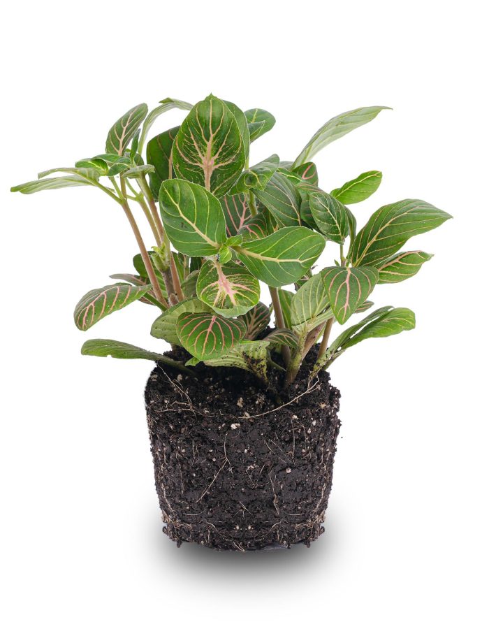 Fittonia Joly Josan – Red And Green – Mosaic Plant