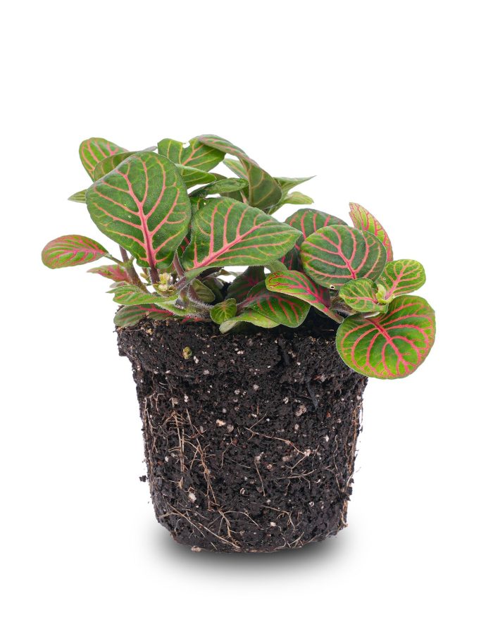 Fittonia Bubble Red – Red And Green – Mosaic Plant