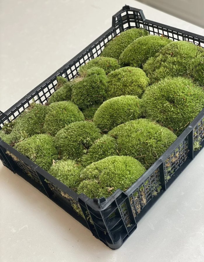 Live Cushion Moss – Full Tray Of Natural Moss – Green & Fresh