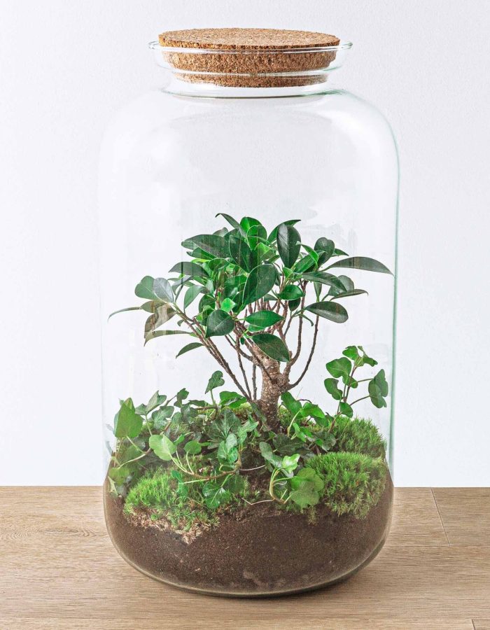 Terrarium Diy Kit – Sven Hedera Bonsai – Bottle Garden – ↑ 43 Cm