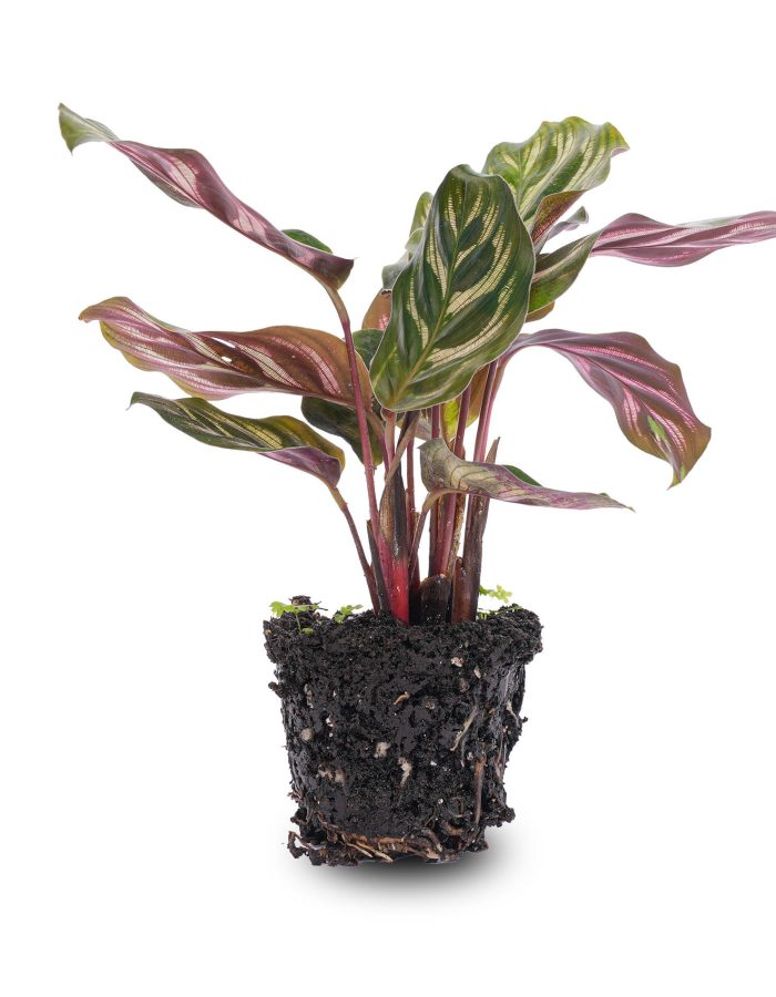 Calathea Makoyana – Peacock Plant – Terrarium Plant