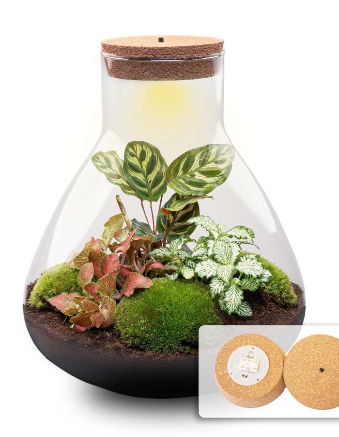 Terrarium Diy Kit – Sam Xl Red – Bottle Garden – ↑ 35 Cm