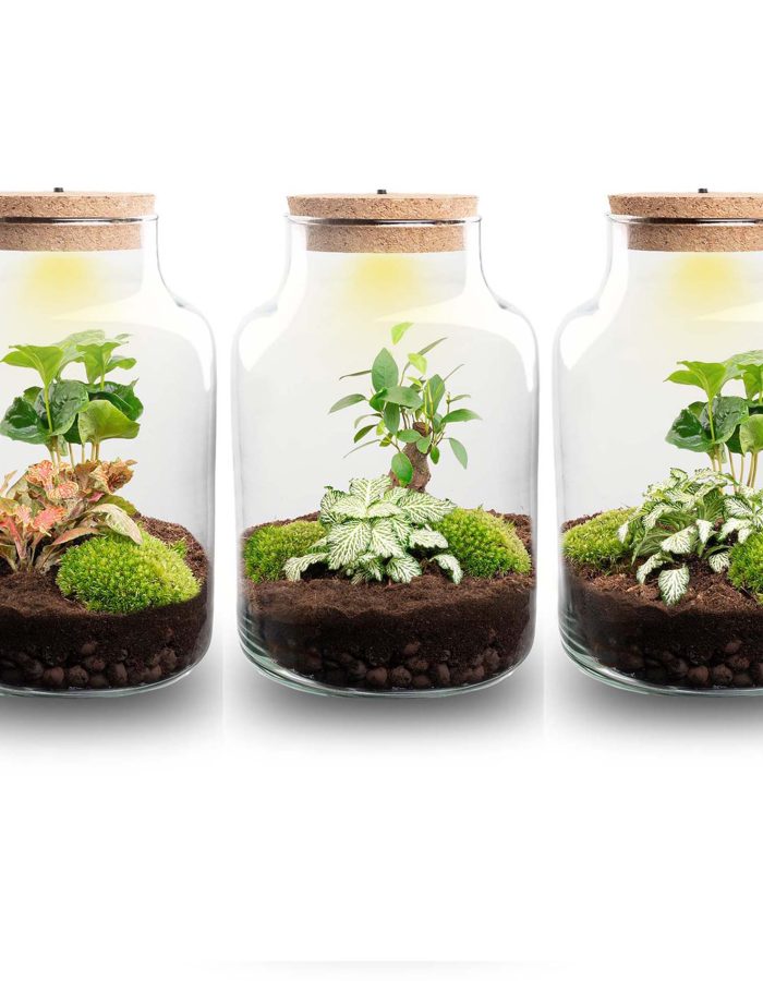 Terrarium Diy Kit – Little Milky + Led Light – ↑ 25 Cm