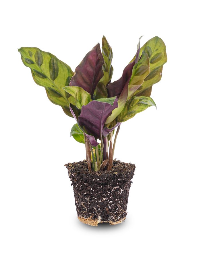 Calathea Lancifolia – Peacock Plant – Terrarium Plant