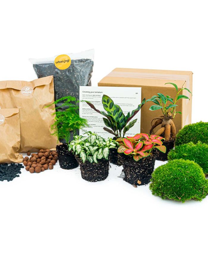 Plant Terrarium Package – Bonsai 5 – Calathea Lancifolia – Bonsai – Asparagus – Red & White Fittonia – 5 Terrarium Plants – Refill & Starter Package – Diy Terrarium Kit