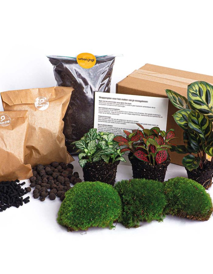 Plant Terrarium Package – Calathea Makoyana – 3 Terrarium Plants – Refill & Starter Package – Diy Terrarium Kit