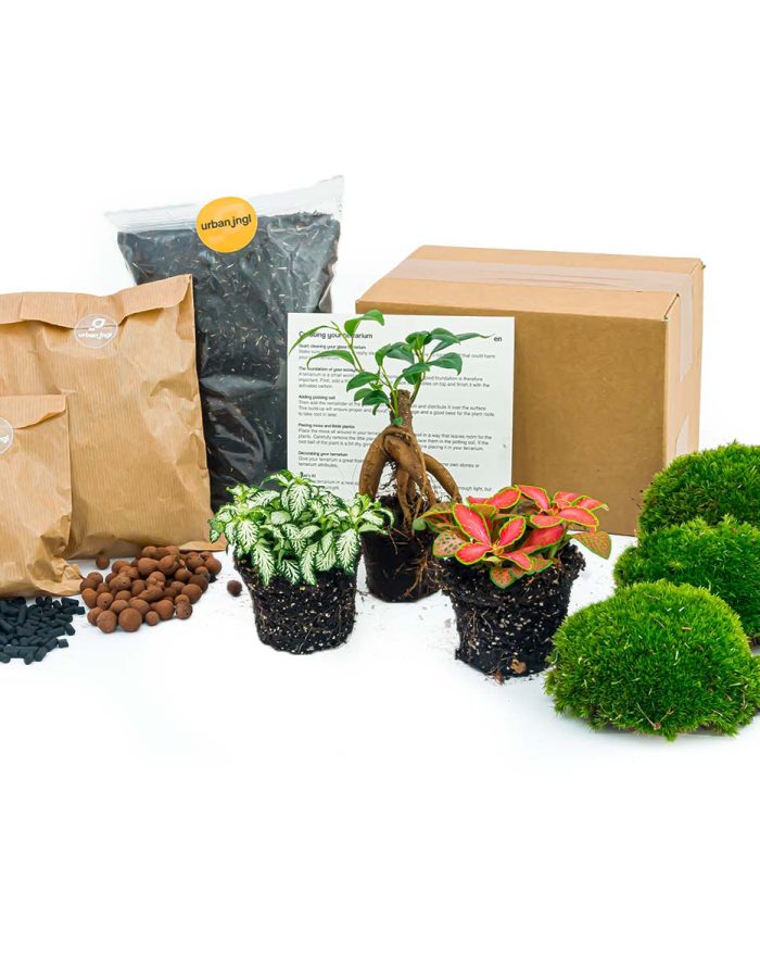 Plant Terrarium Package – Bonsai – 3 Terrarium Plants – Refill & Starter Package – Diy Terrarium Kit