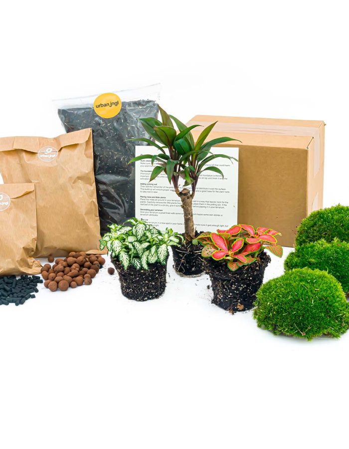 Plant Terrarium Package – Palm – 3 Terrarium Plants – Refill & Starter Package – Diy Terrarium Kit