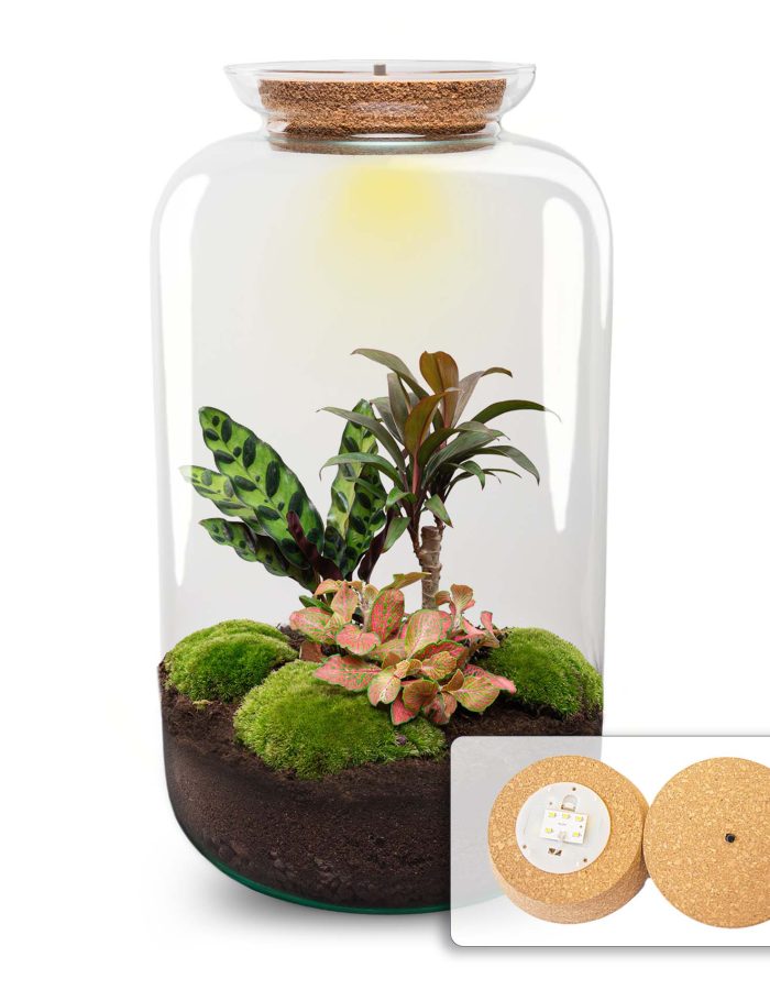 Terrarium Diy Kit – Sven Xl Palm – With Lightning – Bottle Garden – ↑ 43 Cm