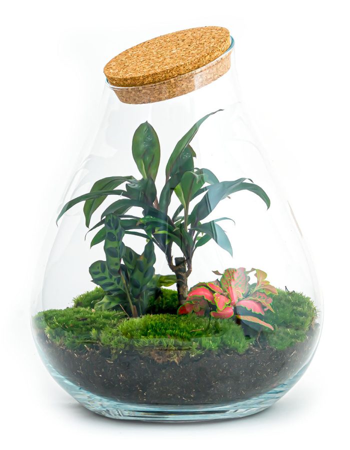 Terrarium Diy Kit – Drop Xl Palm – Bottle Garden – ↑ 37 Cm