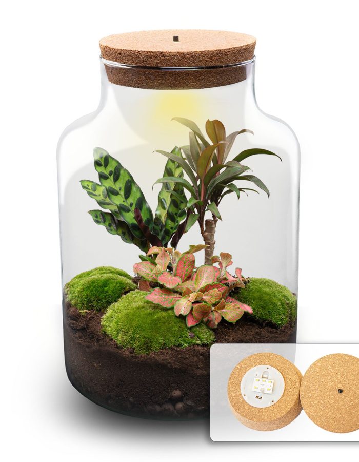 Terrarium Diy Kit – Milky Palm – Bottle Garden – ↑ 30 Cm