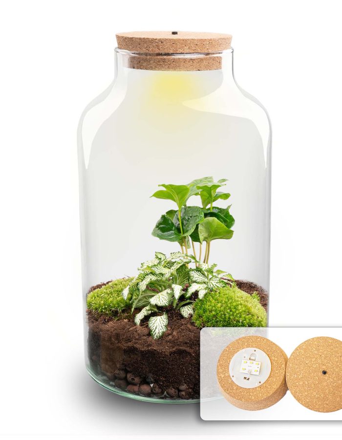 Terrarium Diy Kit – Milky Coffea With Light – Bottle Garden – ↑ 31 Cm