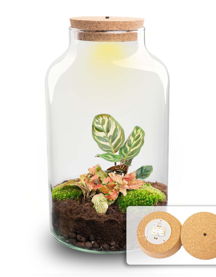 Terrarium Diy Kit – Milky Calathea With Light – Bottle Garden – ↑ 31 Cm
