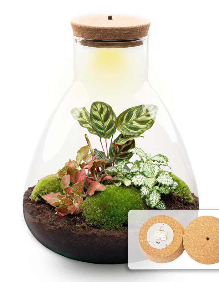 Terrarium Diy Kit – Sam Calathea With Light – Bottle Garden – ↑ 30 Cm