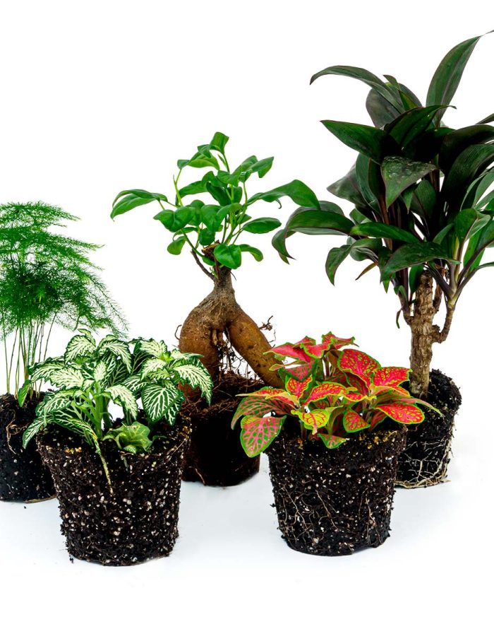 Plantes Terrarium Set 5 pcs – Ficus Ginseng Bonsai, Palmier, Asperge, Fittonia Rouge & Blanche