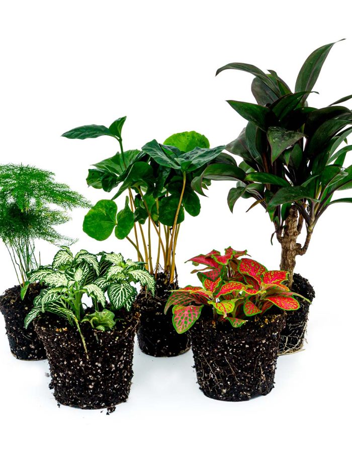 Plant Terrarium Set – Coffea Arabica – 5 Plants – Coffea Arabica – Palm – Asparagus – Red & White Fittonia