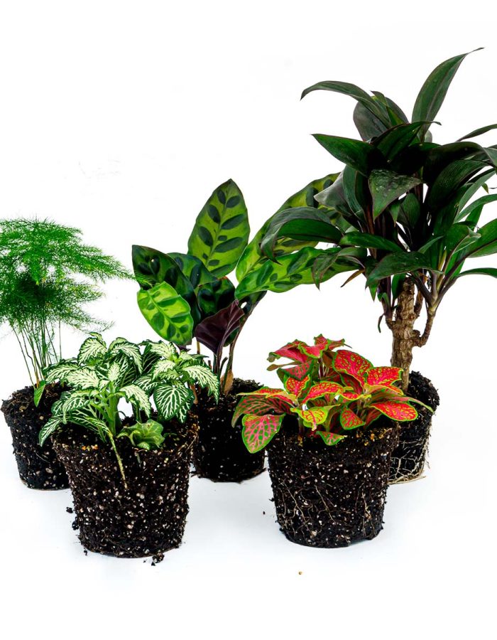 Plant Terrarium Set – Lancifolia – 5 Plants – Palm – Calathea Lancifolia – Asparagus – Red & White Fittonia