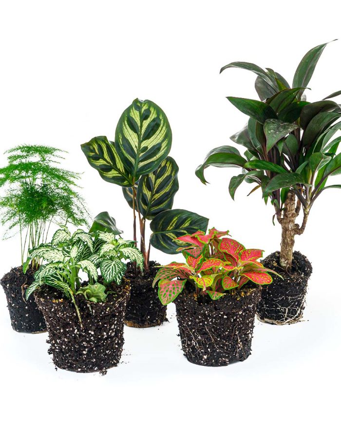 Plant Terrarium Set – Makoyana – 5 Plants  – Palm – Calathea Makoyana – Asparagus – Red & White Fittonia