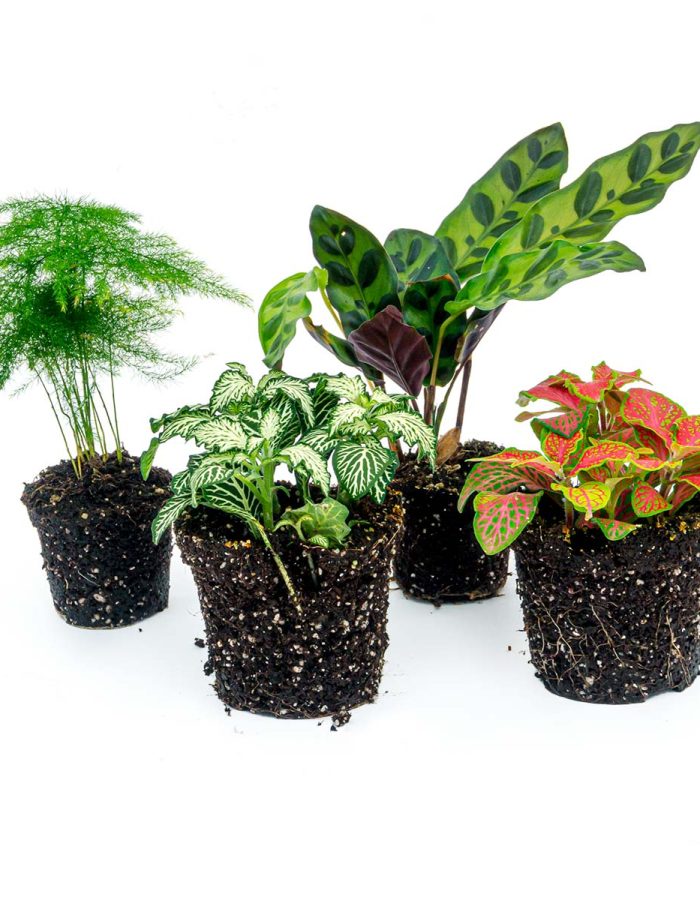 4 Plants – Calathea Lancifolia – Asparagus – Red & White Fittonia